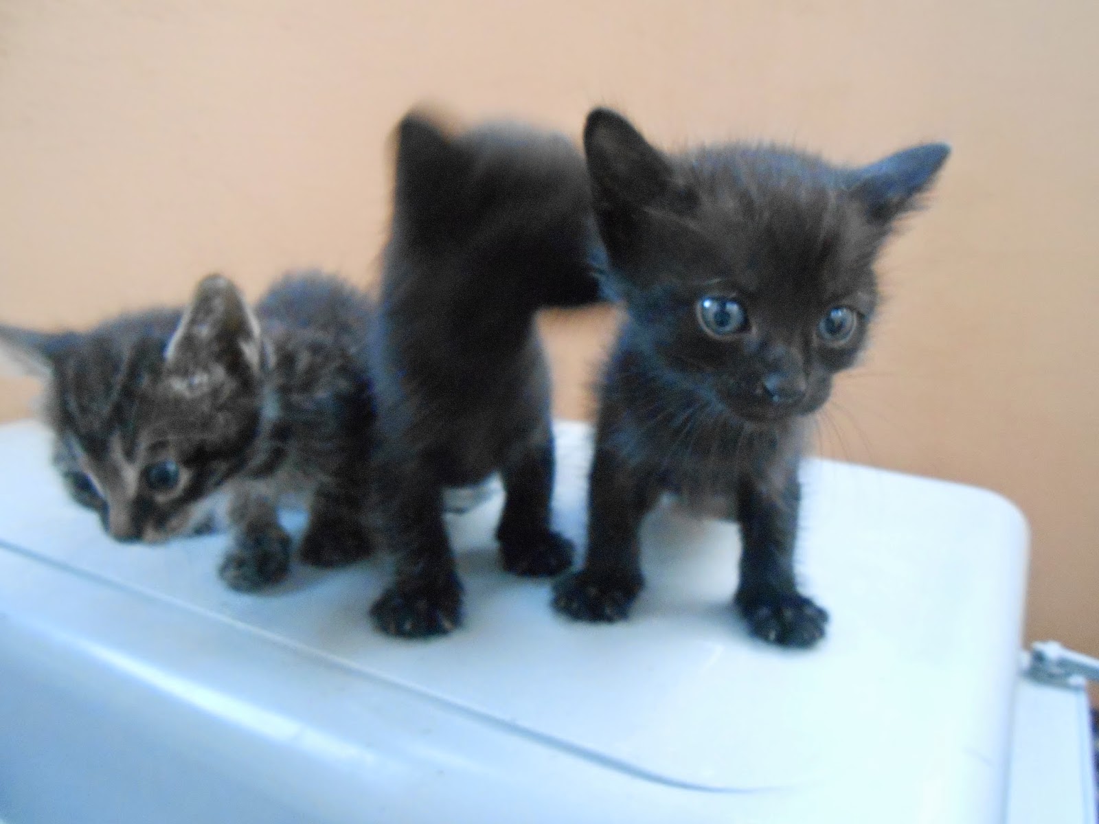 adoptieanimale.ro: 4 pui pisica