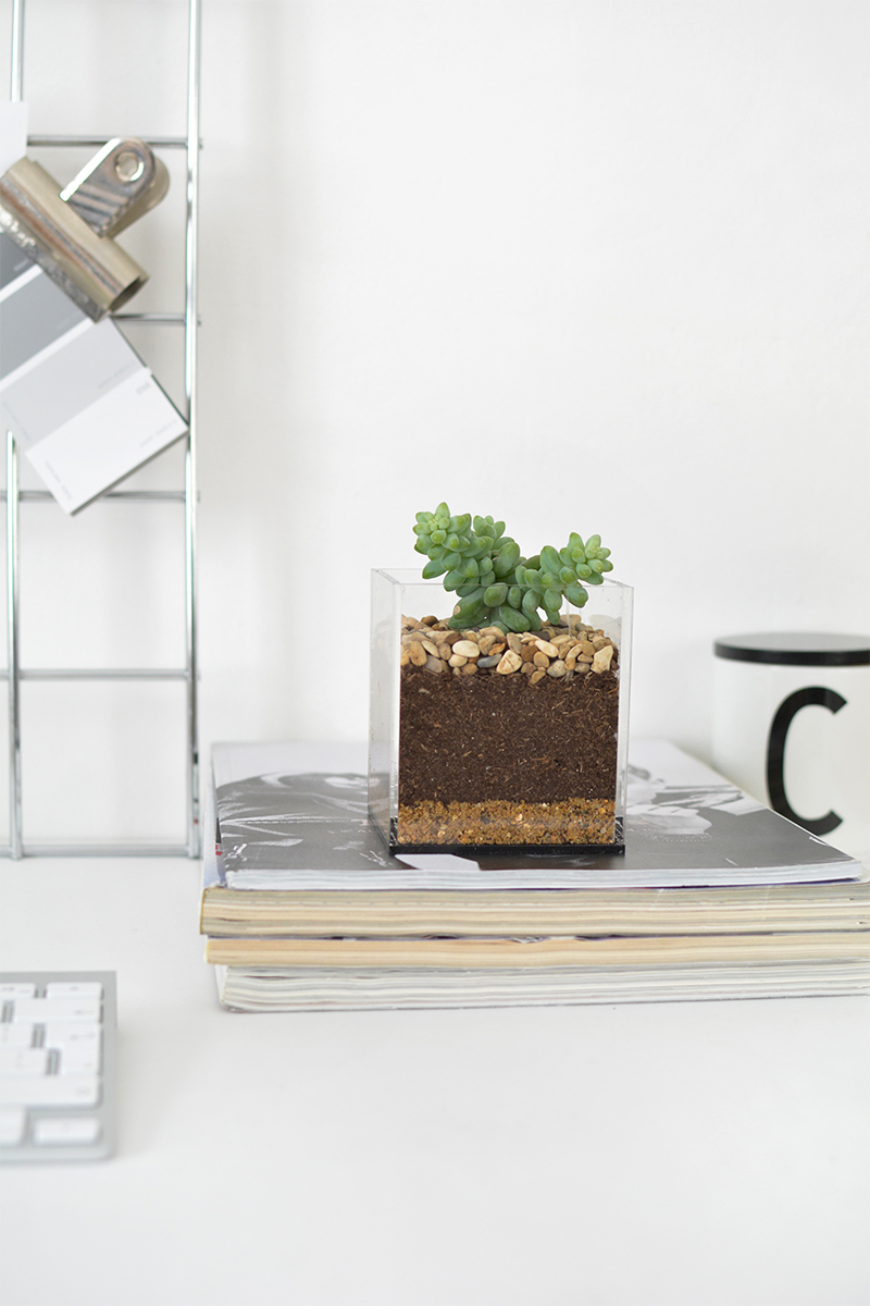 DIY desk terrarium BURKATRON
