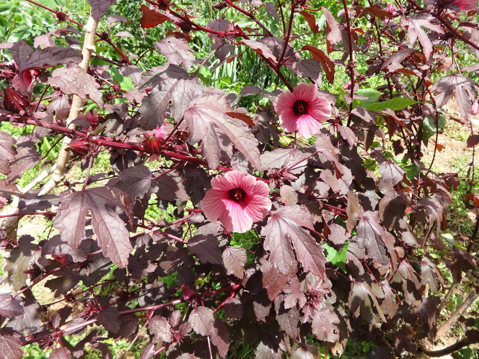 Mahoniabealei Instagram Posts Photos And Videos Picuki Com