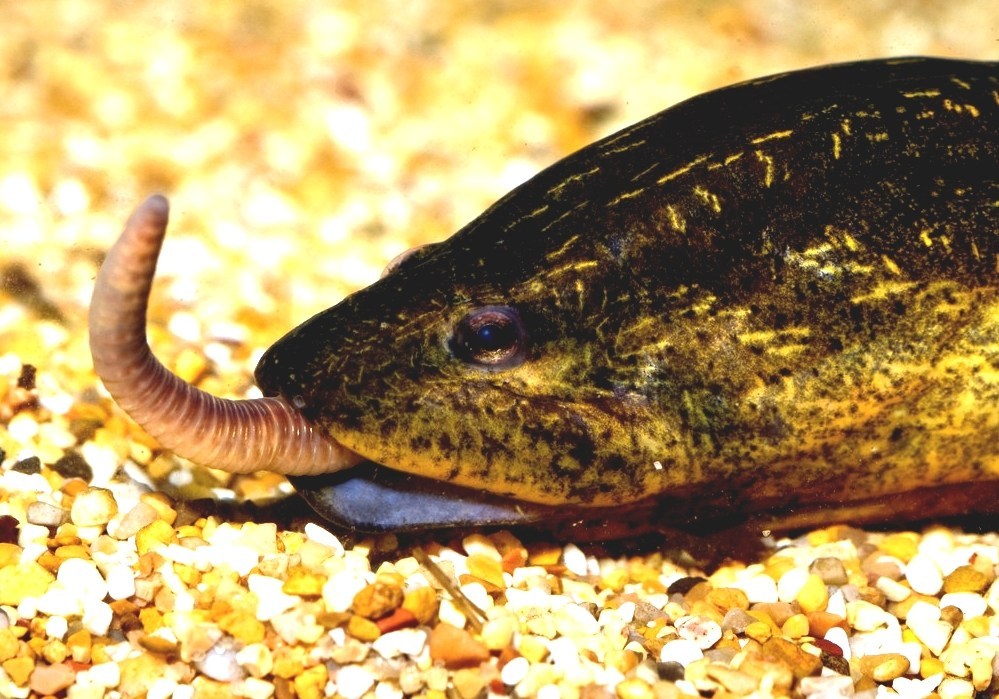 List Of Invasive Species In The Everglades Florida Invasive Fish