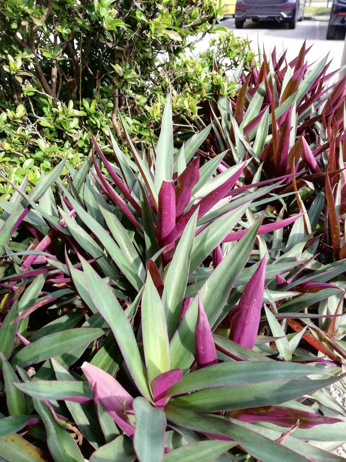 Garden Chronicles of James David Tradescantia spathacea Moses in a