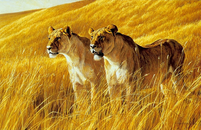 Роберт Бейтмэн / Robert Bateman African Amber - Lioness Pair