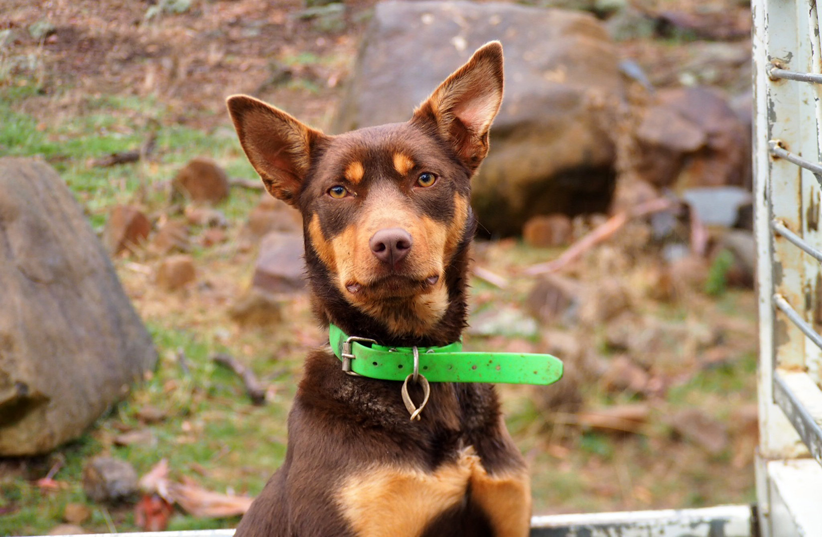 Are Australian Kelpies Allowed To Compete
