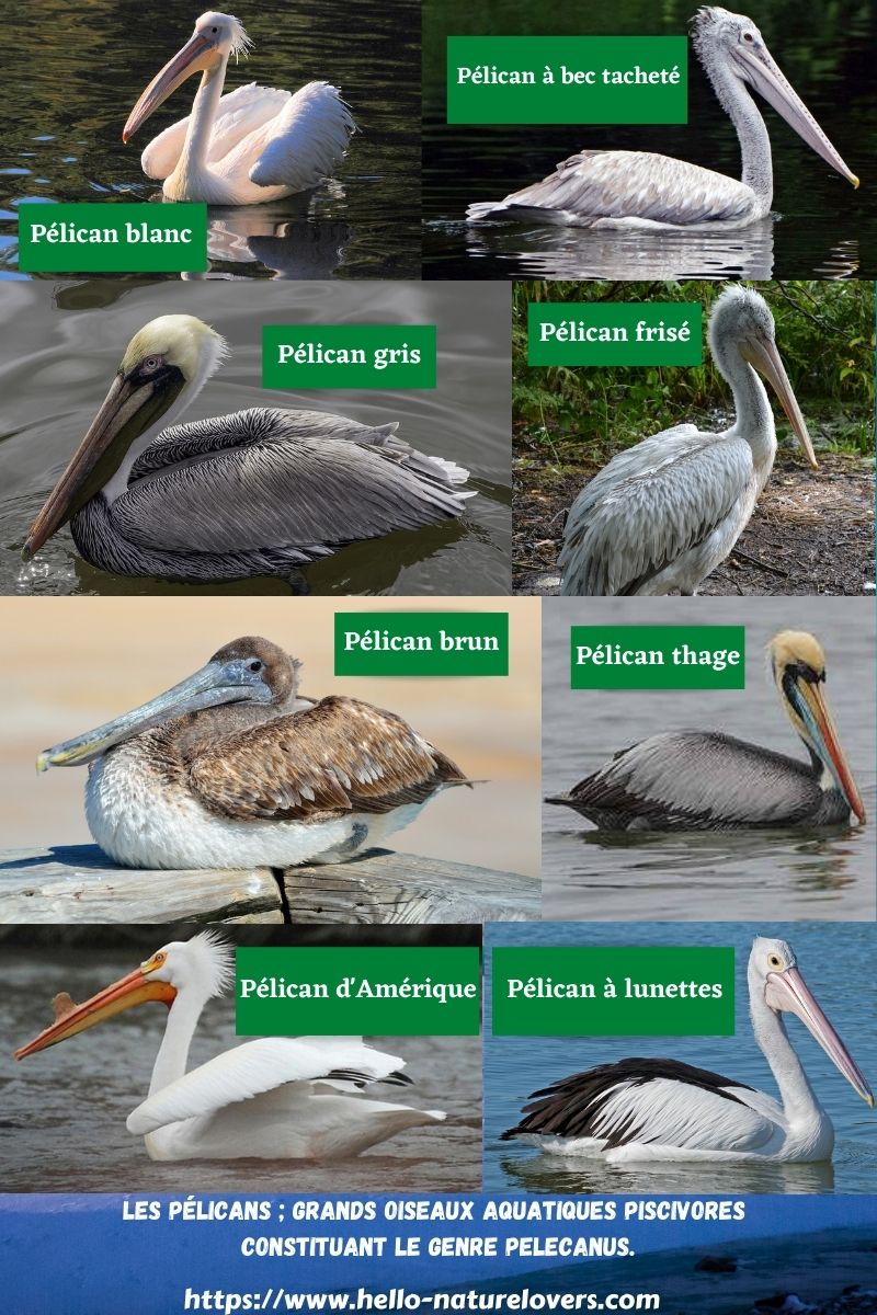 Les pélicans ; grands oiseaux aquatiques piscivores constituant le genre Pelecanus. NatureLovers