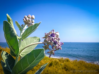 Beautiful Tropical Beach Plant Flowers Of Calotropis Gigantea Or Crown Flowers On A Sunny Day At The Village Seririt North Bali Indonesia