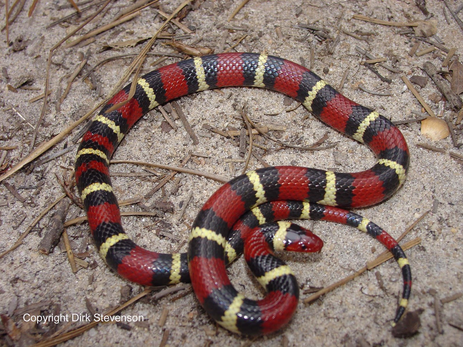 Amazing Colorful Snakes - Most Beautiful Snakes of the World | Most