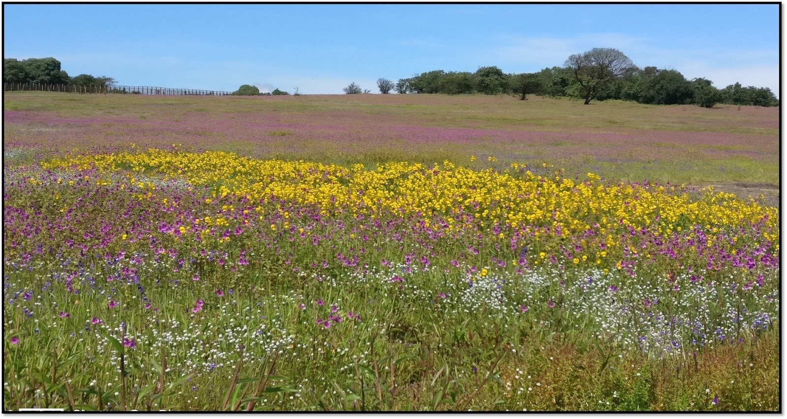 Which Is The Best Time To Visit Valley Of Flowers? SAMSTRAVELPLAN
