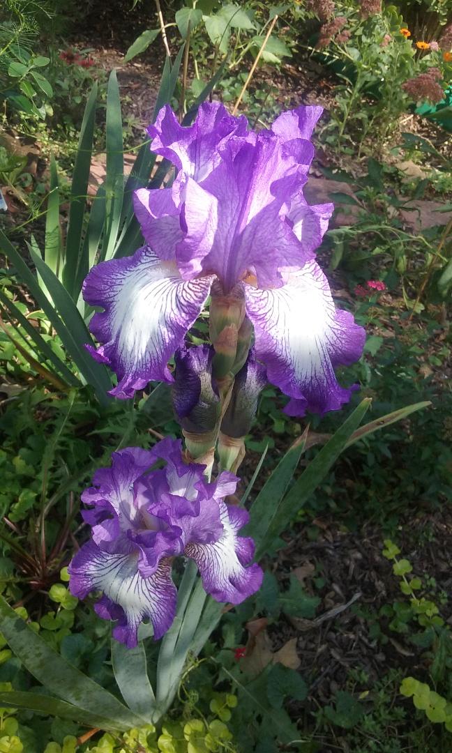 Gardening Tips for Small Spaces An Autumn Surprise...Iris Blooms!