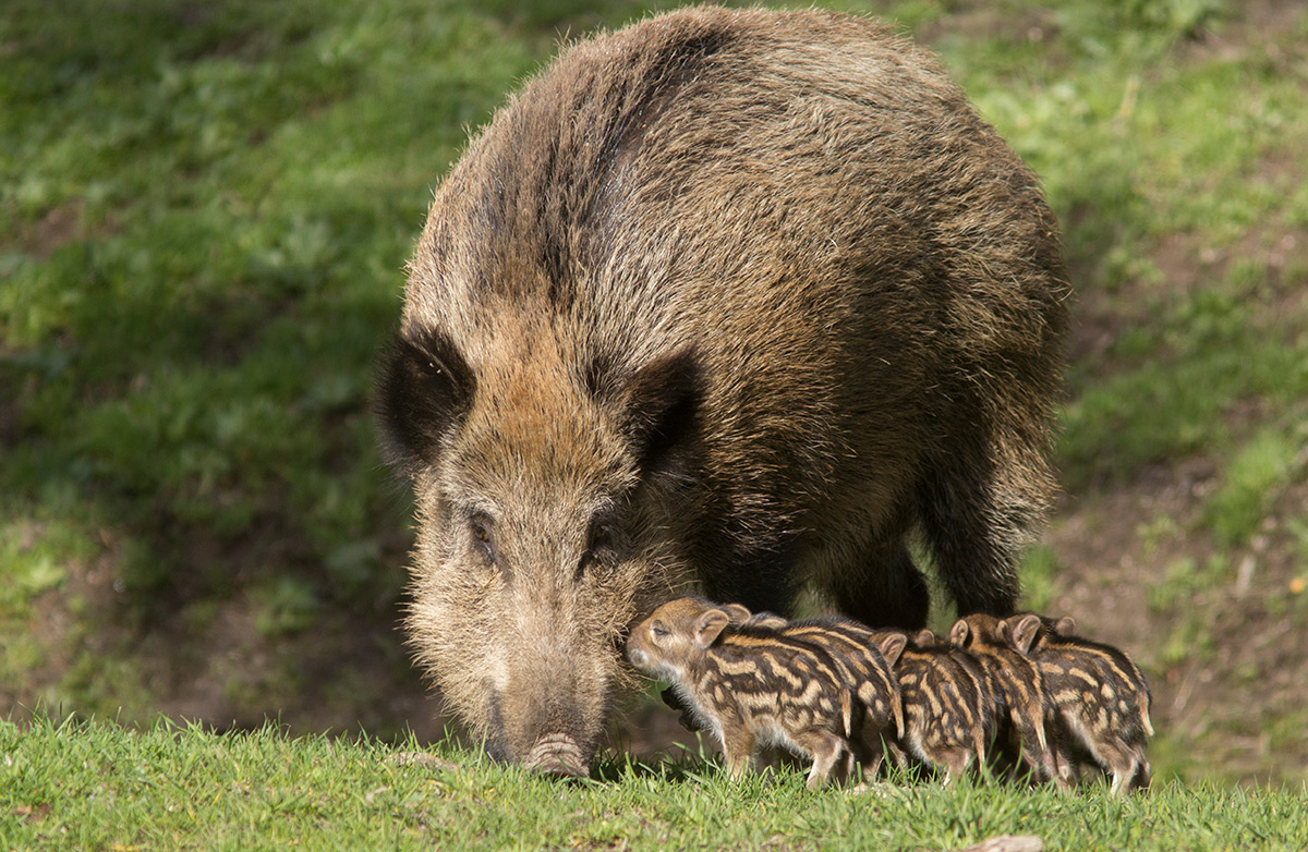 Weedon's World of Nature: Wild Boar family, Andalucía