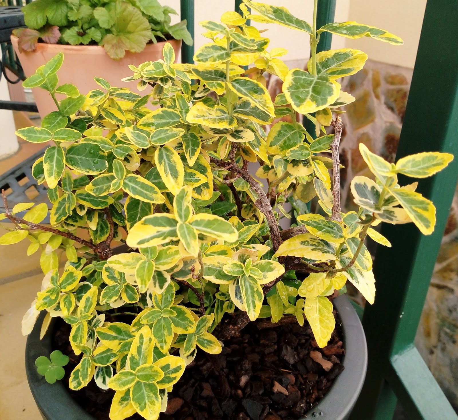 Biosfera vegetal. rastrero (Euonymus fortunei 'Emerald' n 'Gold'). Biosfera vegetal. rastrero (Euonymus fortunei 'Emerald' n 'Gold').