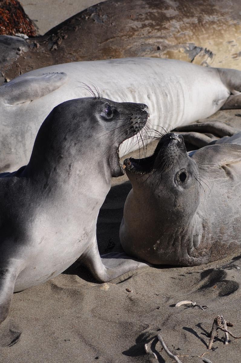 balotelli holly henderson: Baby Elephant Seals