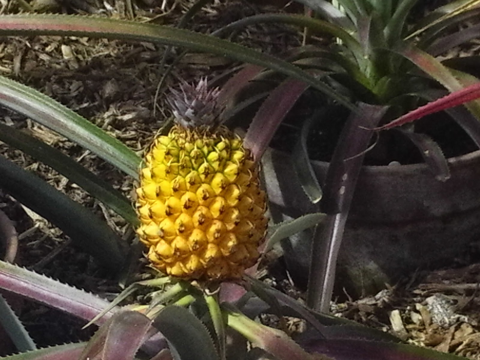 Calmly Creative Finding the Lost Gardens