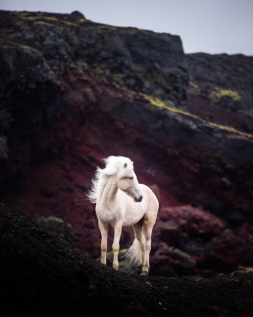 LIGA LIEPINA - FOTOGRAFANDO CAVALOS