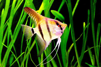 Ciri-ciri Ikan Angel Fish (Pterophyllum Scalare)