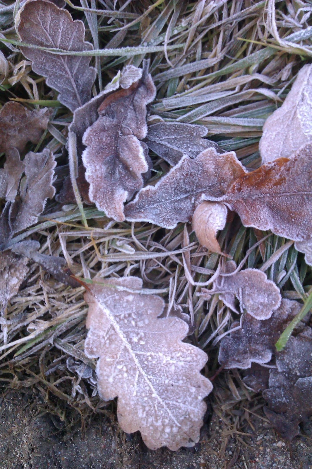 Frau Frieda Novemberstimmung