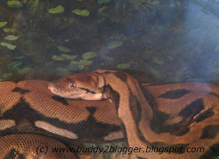 Reticulated Python coiled poster image