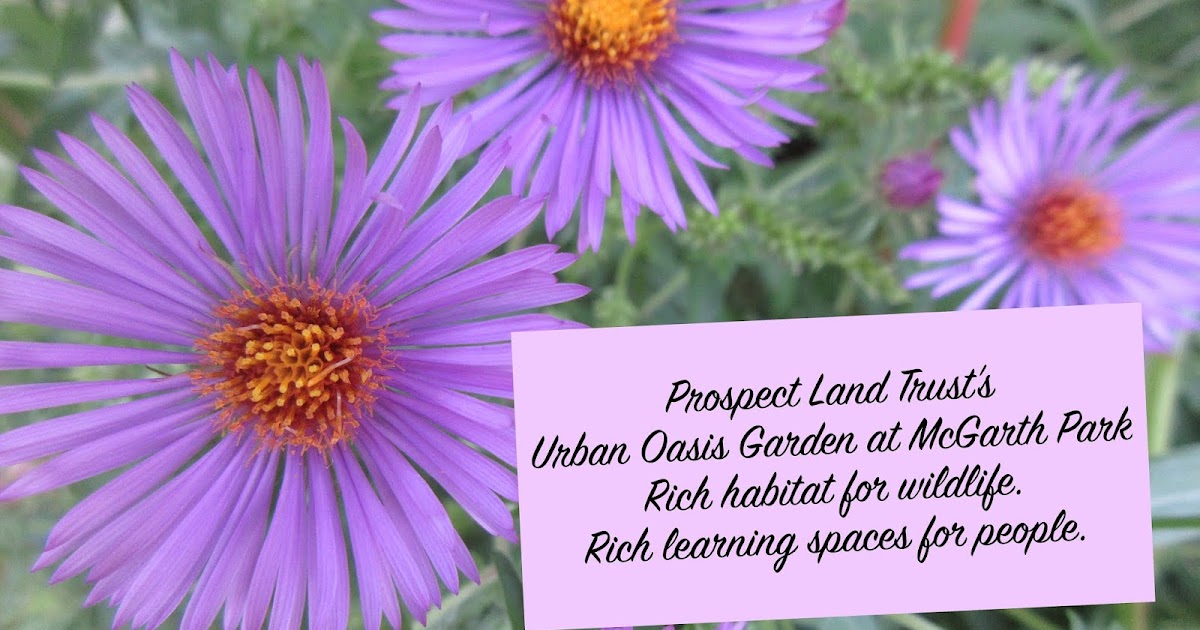 Prospect Land Trust...