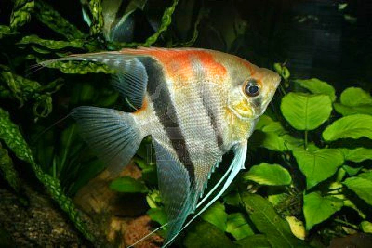 Aquascape Design Mengenal Manfish  Angel Fish 