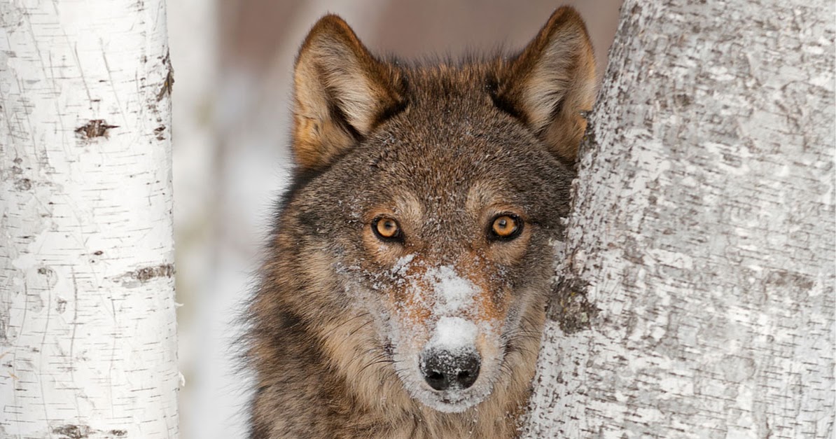 Inmates Find Meaning in Class on Connections with Animals