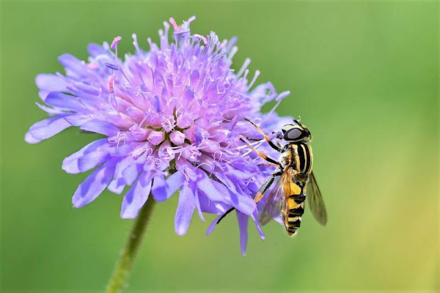 vespa su un fiore