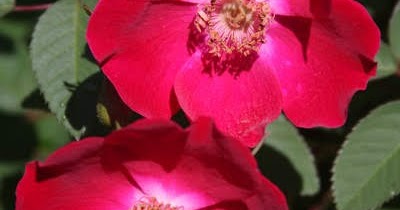 Reed S Garden Ramblings Fothergilla A Great And Often