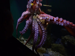 octopus animals ocean den moving homeschool lucky around were