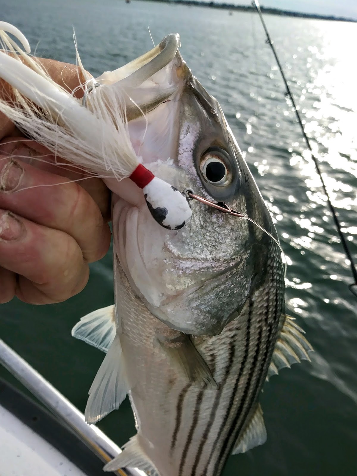Rhode Island Striped Bass: They Still Hit Bucktail Jigs