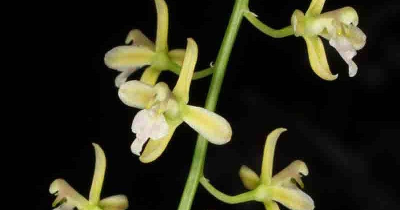 Acriopsis Id Plantae