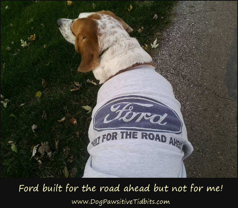 Dog Pawsitive Tidbits Cold and Wet Weather Clothes for Dogs