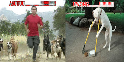 foto lucu anjing manusia
