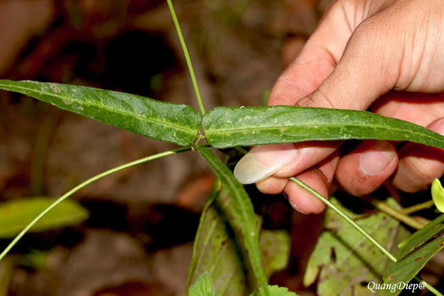 Vigna vexillata var. angustifolia