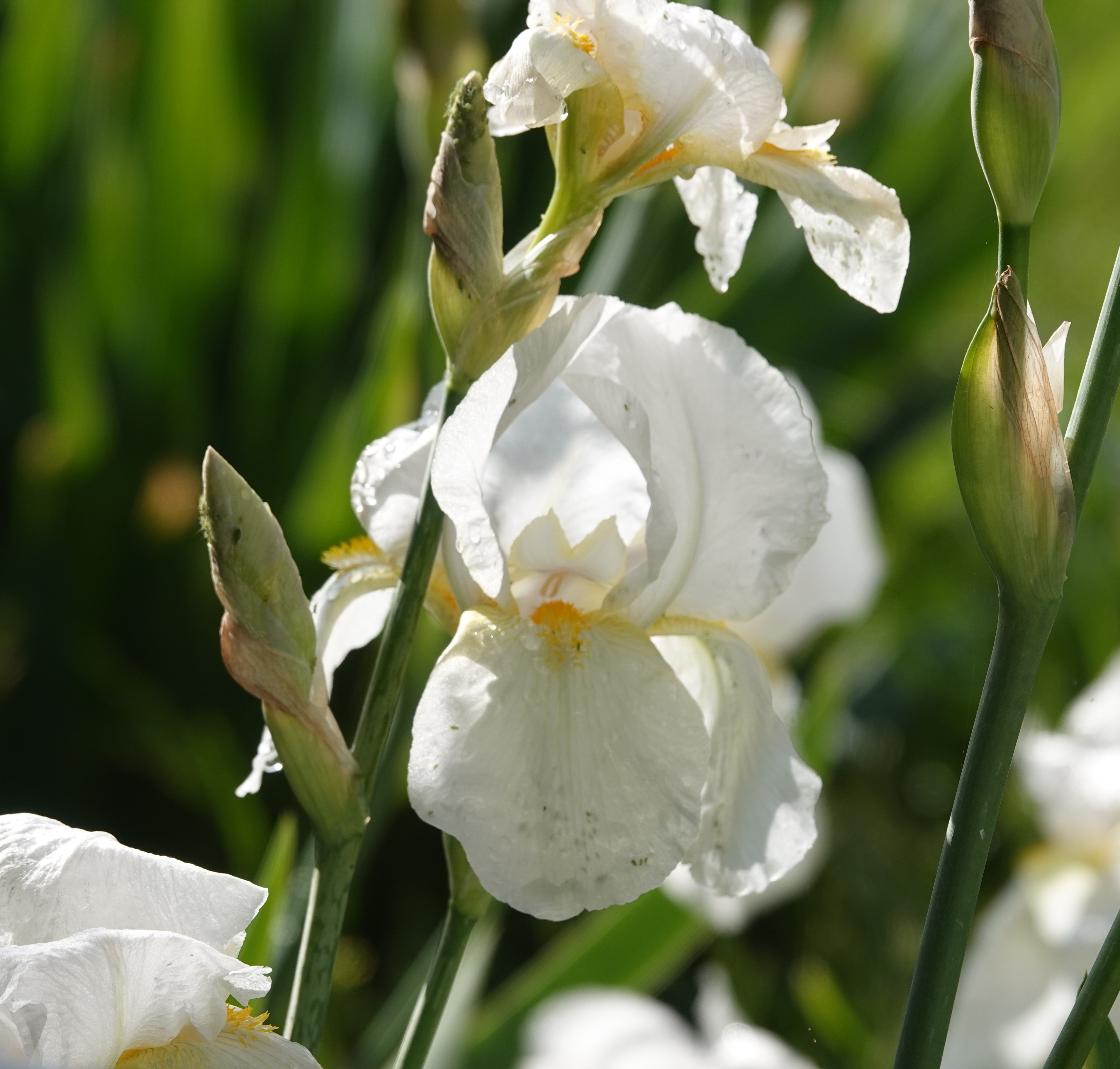 Vicki Lane Mysteries: White Irises