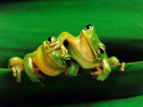 Wallpapers, pictures, images...: Funny Frogs HD Wallpapers