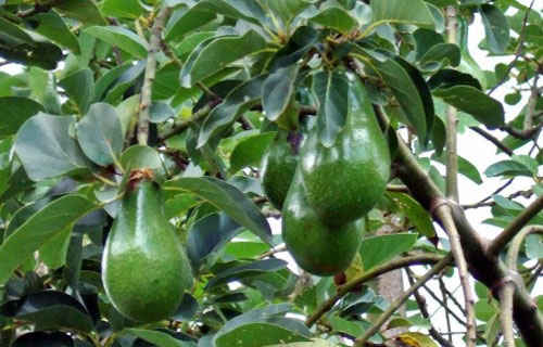 Budidaya alpukat jenis Hass