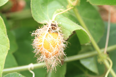 Passiflora foetida var. galapensis