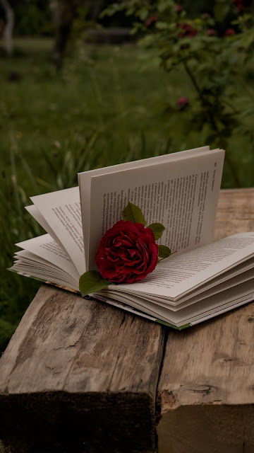 Beautiful red rose flower over open book