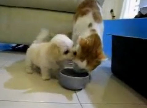 Video : 無邪気な子犬に、食事を邪魔されて困るネコ ! !