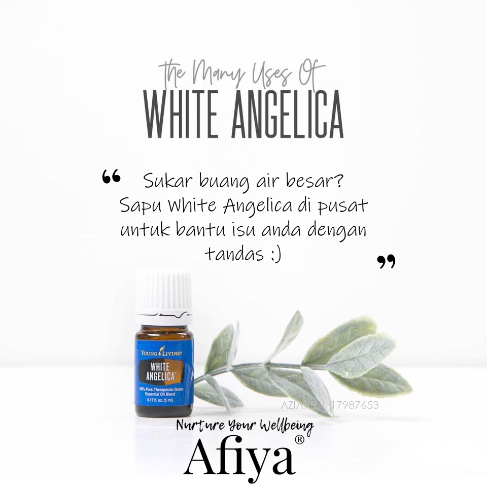 White Angelica dari Young Living Afiya