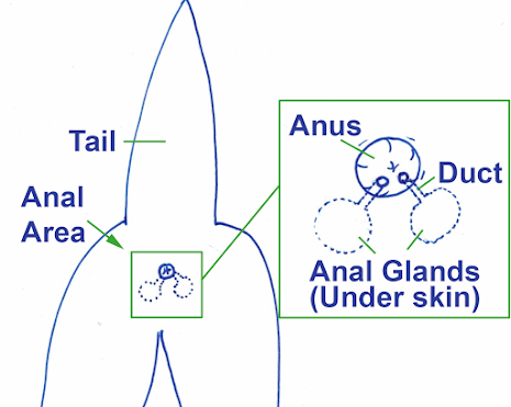Diagram of Anal Glands