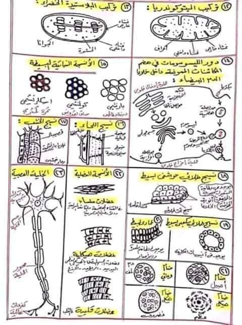  مراجعة الاحياء للصف الاول الثانوى ترم أول بالصور و الرسومات %25D8%25A7%25D9%2584%25D8%25B3%25D9%2586%25D8%25AA%25D8%25B1%2B%25D8%25A7%25D9%2584%25D8%25AA%25D8%25B9%25D9%2584%25D9%258A%25D9%2585%25D9%2589%2B%252813%2529