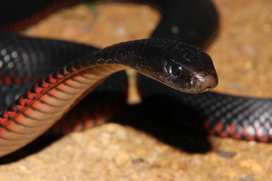 Blue Mountains Snake Catcher