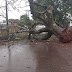 Tempestade derruba árvores, impede trânsito e promove estragos em Cornélio Procópio, Sertaneja e Bandeirantes