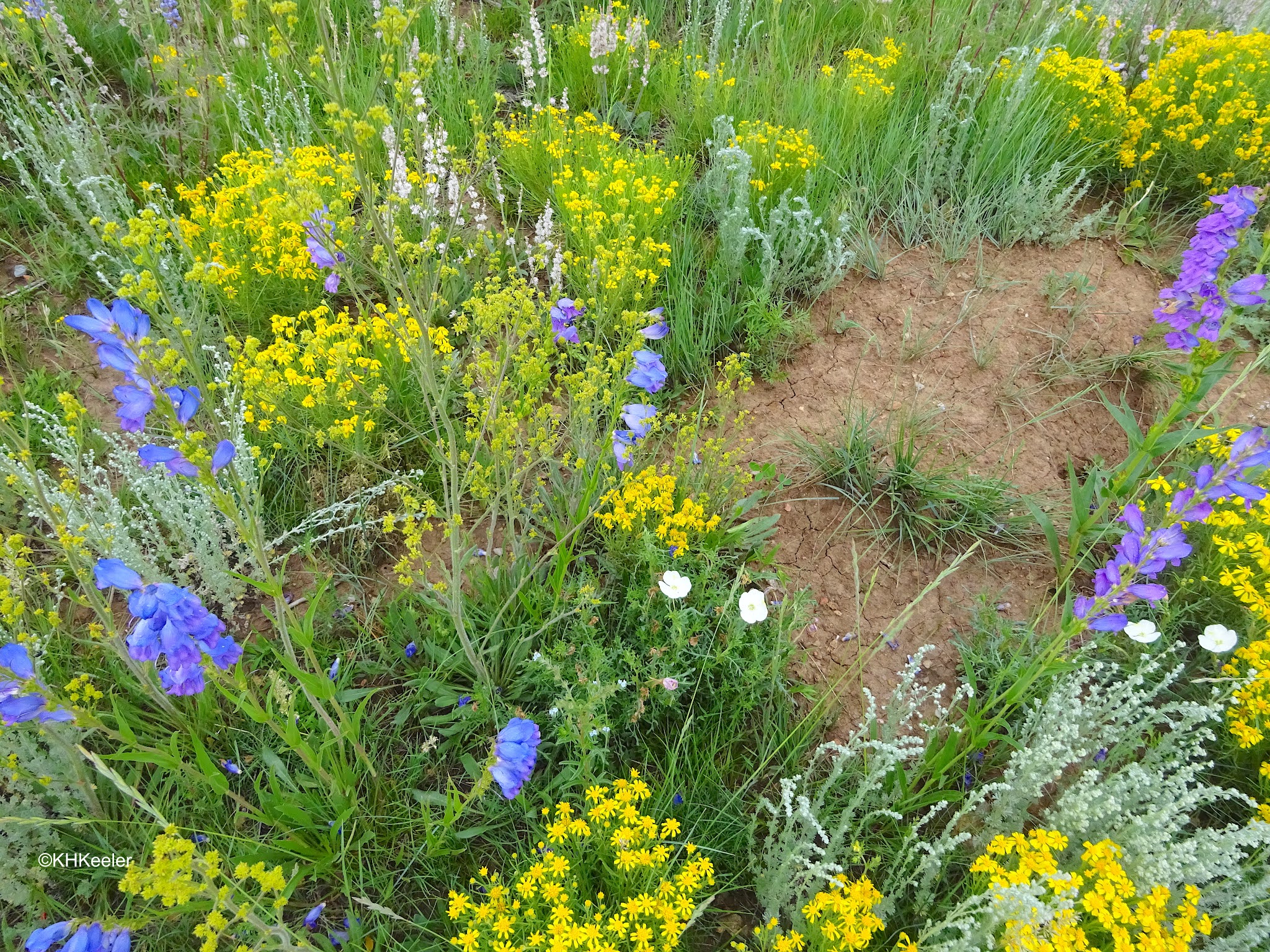 A Wandering Botanist New Mexico Roadside Wildflowers
