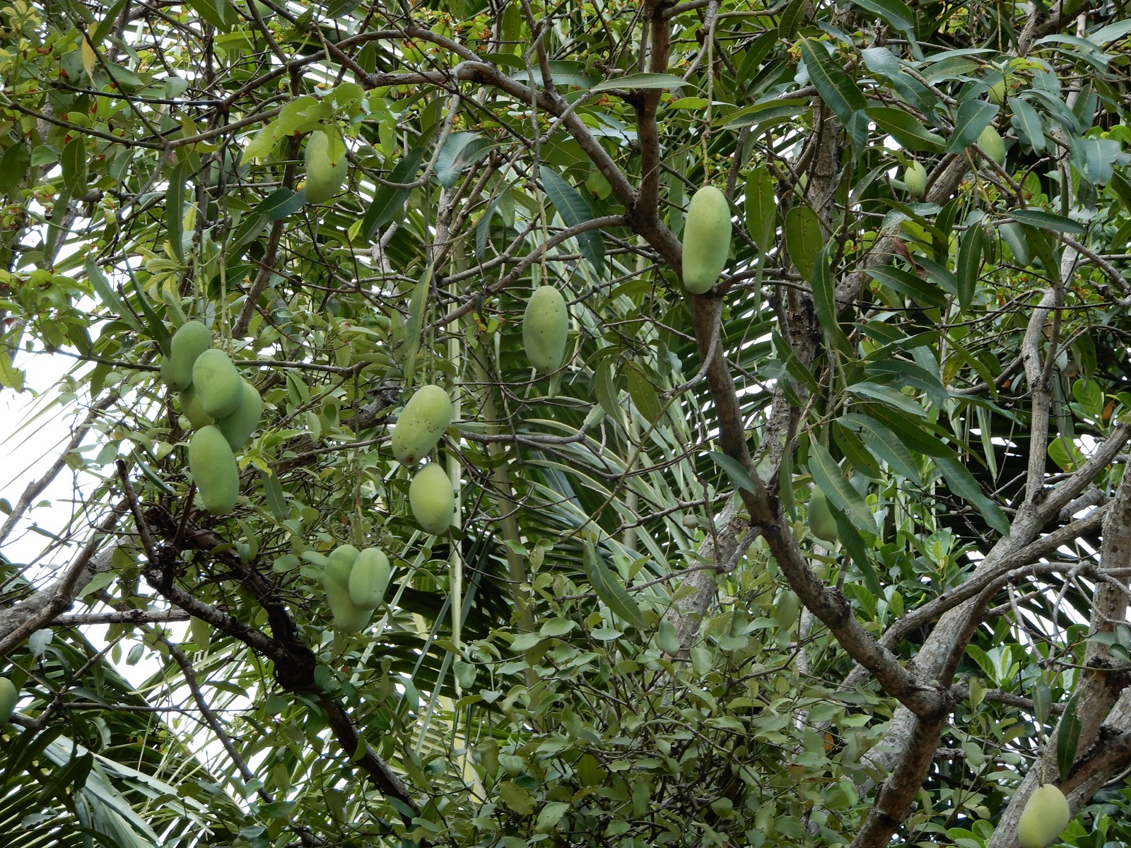 A Case For Native Kerala Mangoes