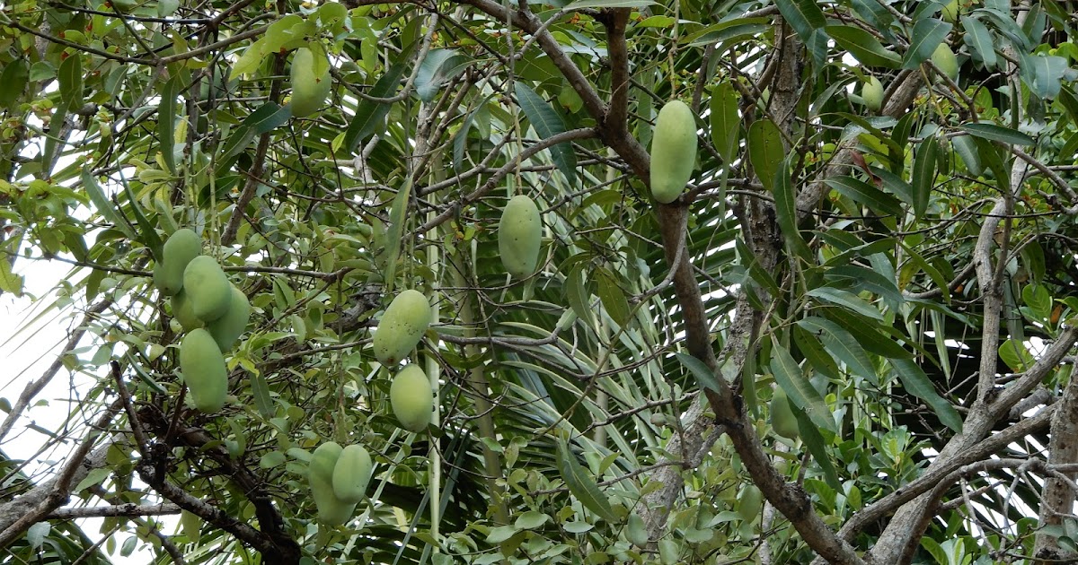 A Case For Native Kerala Mangoes