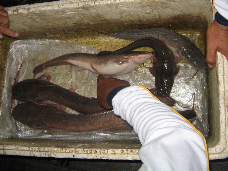 Memilih Induk Ikan Lele yang Baik merawat induk lele agar cepat bertelur