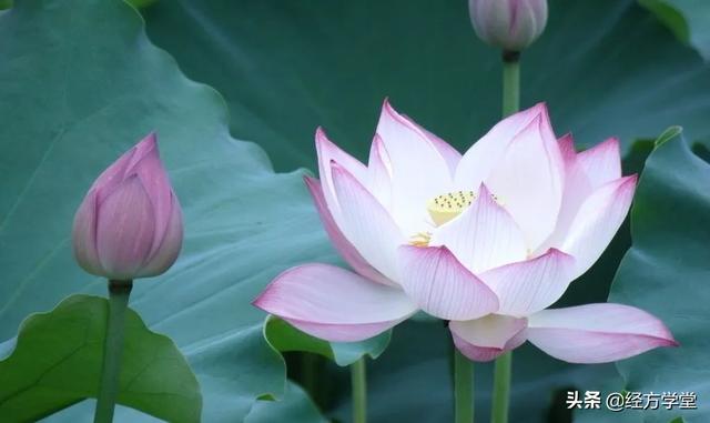 炎夏養生須謹記：一覺、二瓜、三湯、四穴、五果(養心)