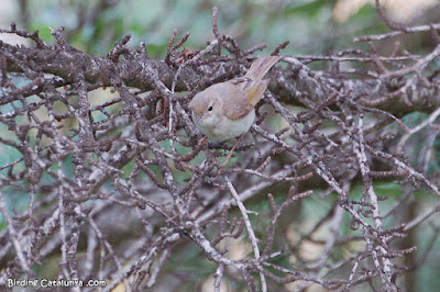 Mosquiter comú (Phylloscopus collybita)