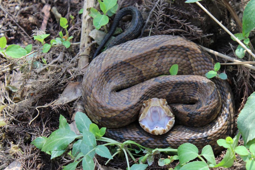 Snakes of around the world Cottonmouth