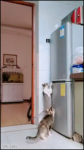 Funny Cat GIF • Cat burglars. Two hungry cat open the frige door and steal food of their humans haha Funny Cat GIF • Cat burglars. Two hungry cat open the frige door and steal food of their humans haha